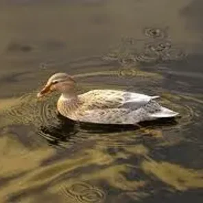 Australian Spotted Duck