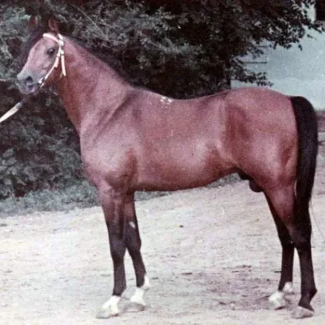 NAFTALIN