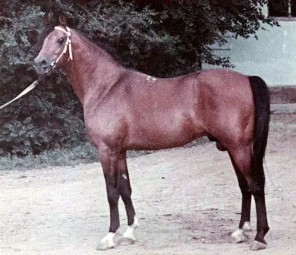 NAFTALIN
