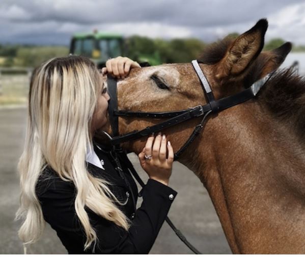 Veteran mule overcomes colic surgery
