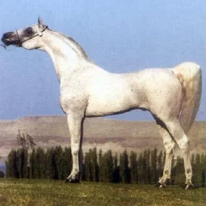 EL HILAL