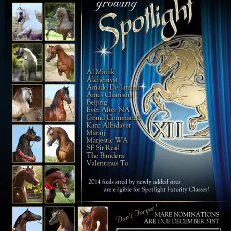 The Spotlight Futurity Welcomes New Sires!