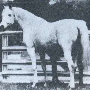MAAR-REE