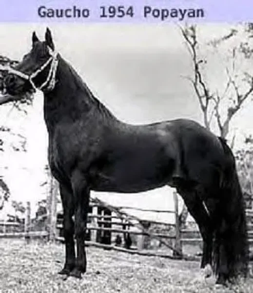 Gaucho