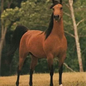 Ekstra