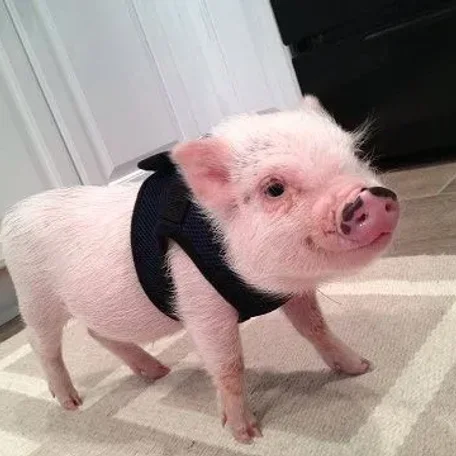 Pot Belly Pigs make Perfect Pets!