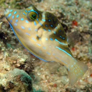 Boxfish and Pufferfish