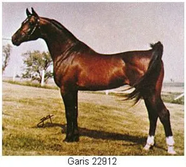 GARIS