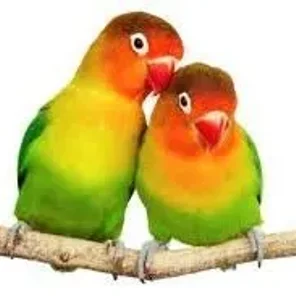 Red-Faced Lovebird