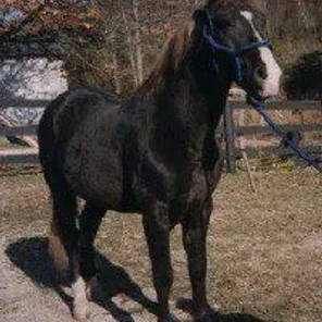 Buddy Roe