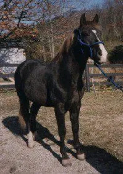 Buddy Roe