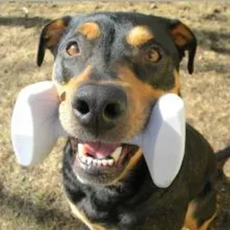 Tracking, obedience, rally, agility