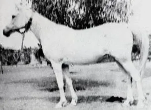 Kawsar