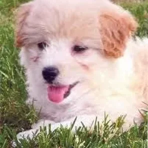 Poo-Shi (Designer Dog)
