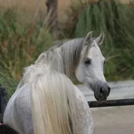 Om El Benedict
(*Sanadik El Shaklan × Om El Beneera)
Grey Mare, Born 1996