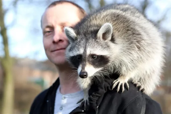 Not many people think of raccoons as pets, but they make great ones, if you're okay with their mischievous personality. Here's how to care for one!