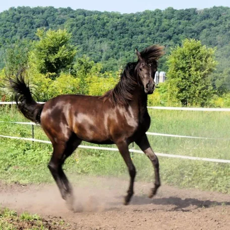 Innishfael Tigana