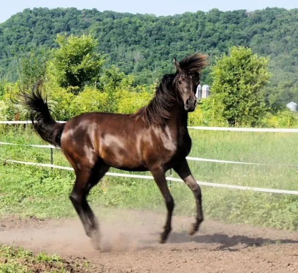 Innishfael Tigana