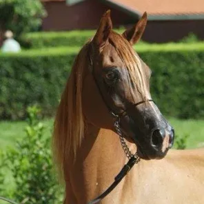 ELKADA SAHIBI