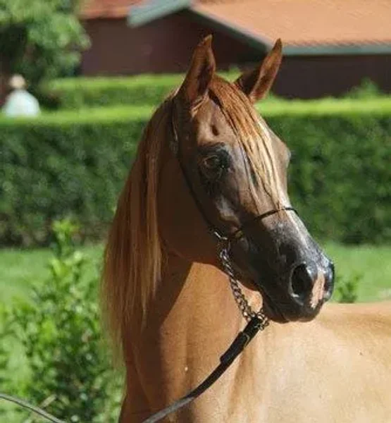 ELKADA SAHIBI