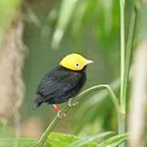 Golden-headed