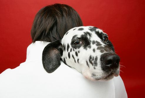 Which Dog Is for You? Part I