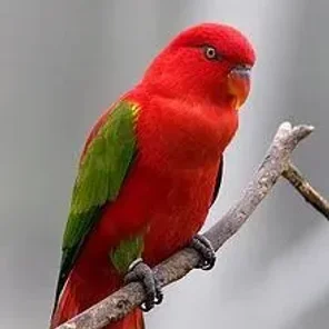 Chattering Lory