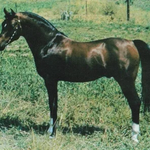 ZARABO