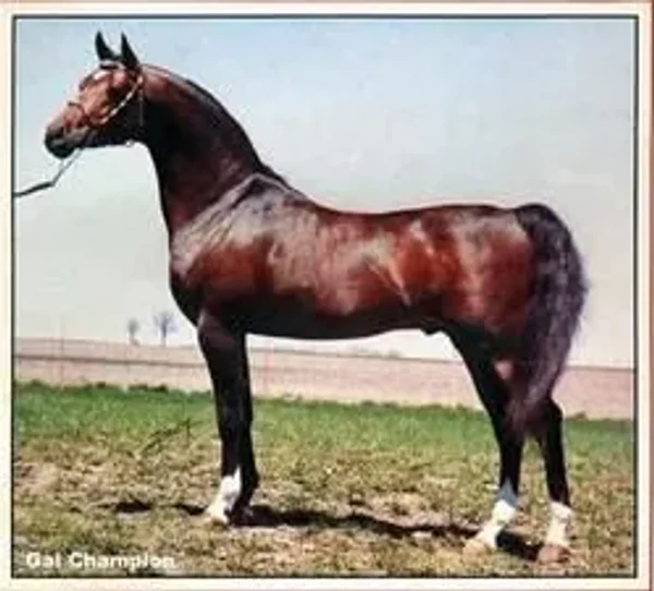 U.S. National Champion Stallion, Galizon; full brother, Gay-Rouge, Canadian TT Stallion and sire of Canadian Champion Stallion Gai Champion; and full sister Gay Gay Rose, U.S. Top Ten Mare. Galizon sired of 1974 U.S. National Champion Mare Jon San Judizon
