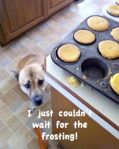 Naughty Dogs