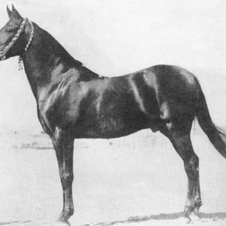 IBN RABDAN 1917 straight egyptian