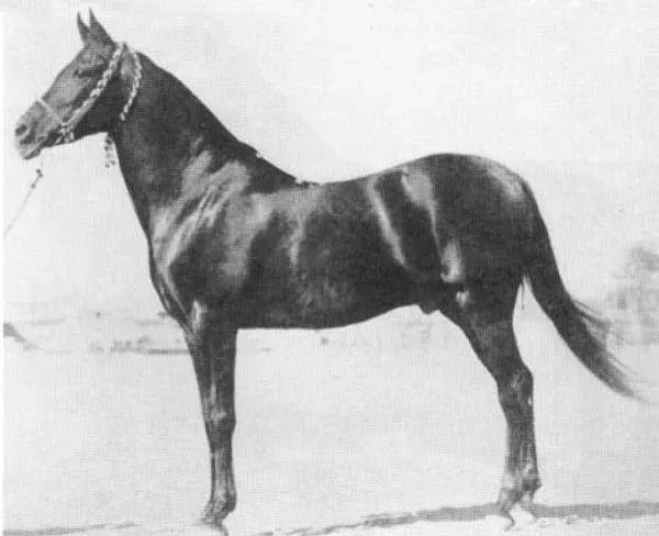 IBN RABDAN 1917 straight egyptian