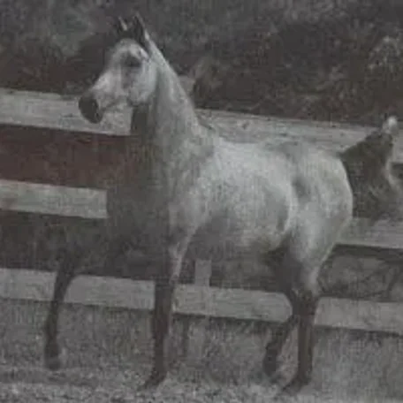 ANSATA GLORIANA