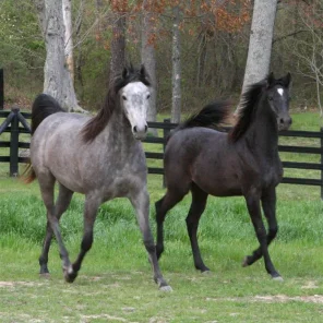 Luxemere Perpetua