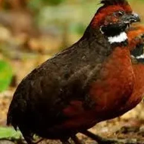 Rufous-fronted Wood Quail