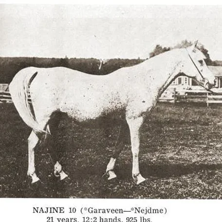 Najine