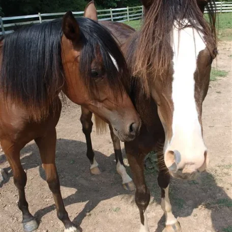 Bella standing with her niece, Mud. They didn't feeling like running and playing today.