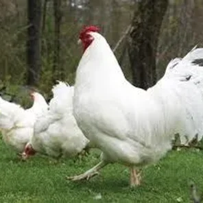 White Dorking