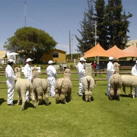Alpaca Fiesta 2014
