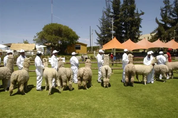 Asociación Internacional de la Alpaca