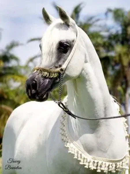 The Palms Arabians