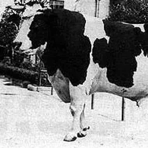 Chinese Black Pied