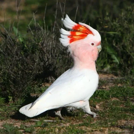 African Greys, Amazons, Small Cockatoos, Large Conures, Eclectus, Hawk-Headed Parrots, and Mini-Macaws