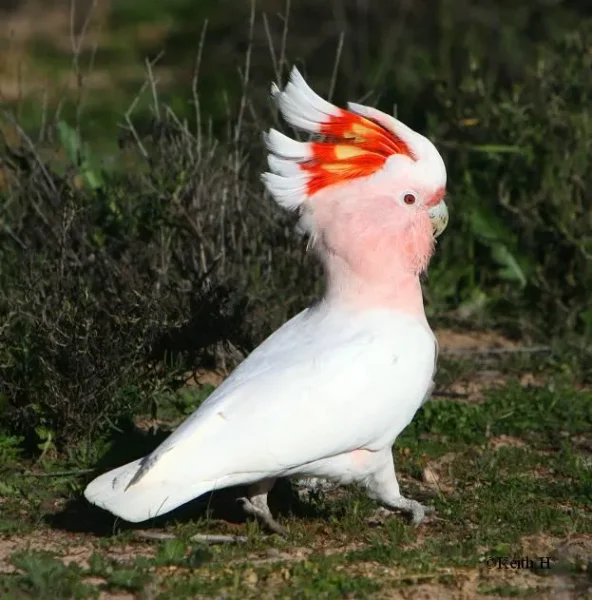 African Greys, Amazons, Small Cockatoos, Large Conures, Eclectus, Hawk-Headed Parrots, and Mini-Macaws