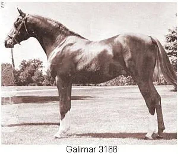 GALIMAR
