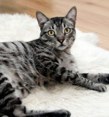 Do Indoor Cats Need Vaccinations?
