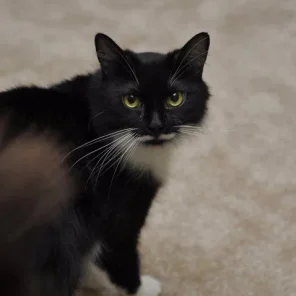 Milo