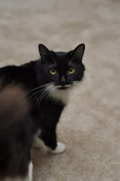 Milo
