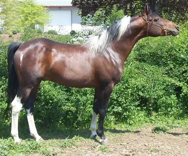 KS Montana Bold Rush