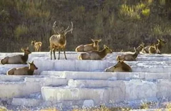Without a predator to evade, there was no reason for elk to seek thick cover. Beavers have benefited by the wolves’ return; and, in turn, have improved the water quality of streams.